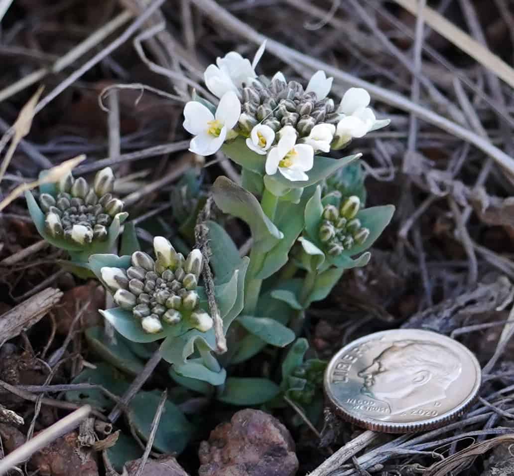 2021-05-01-Candytuft-2