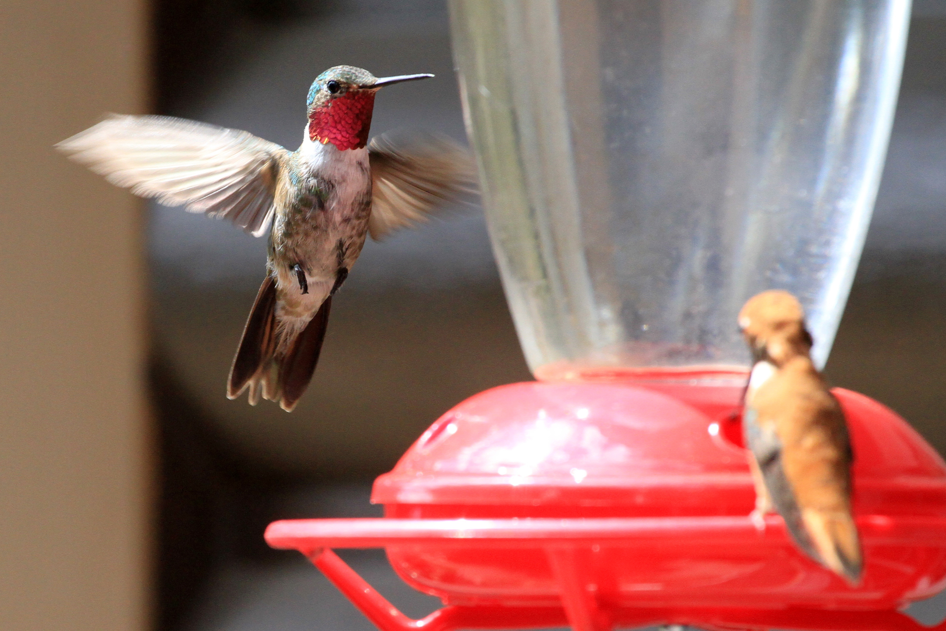 Hummingbird_Byron_Grauerholz