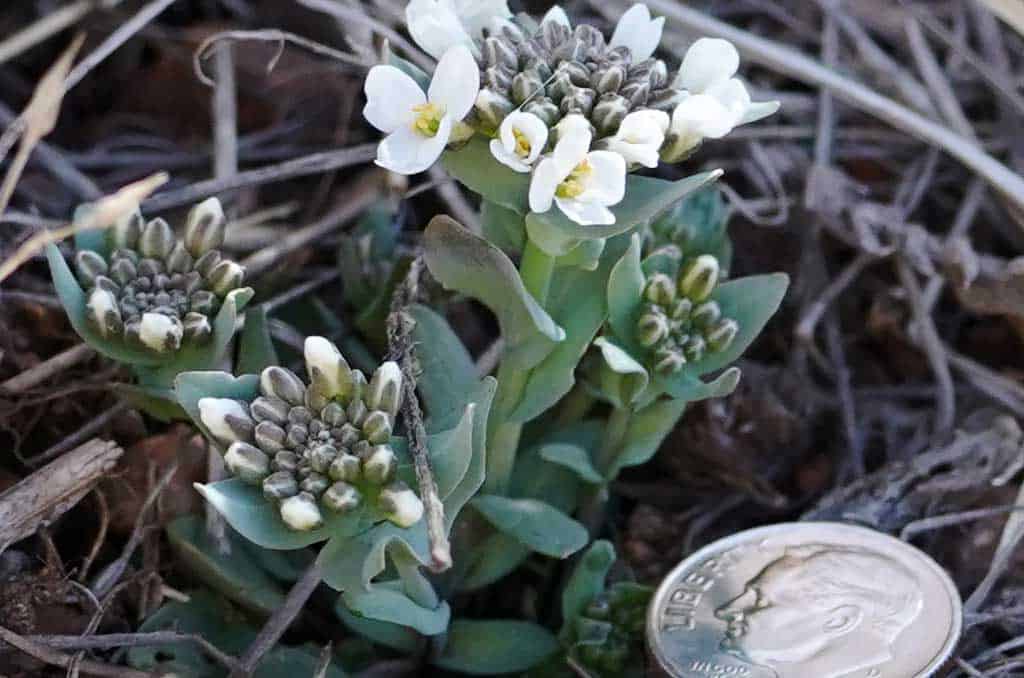 1024-678-2021-05-01-Candytuft-2