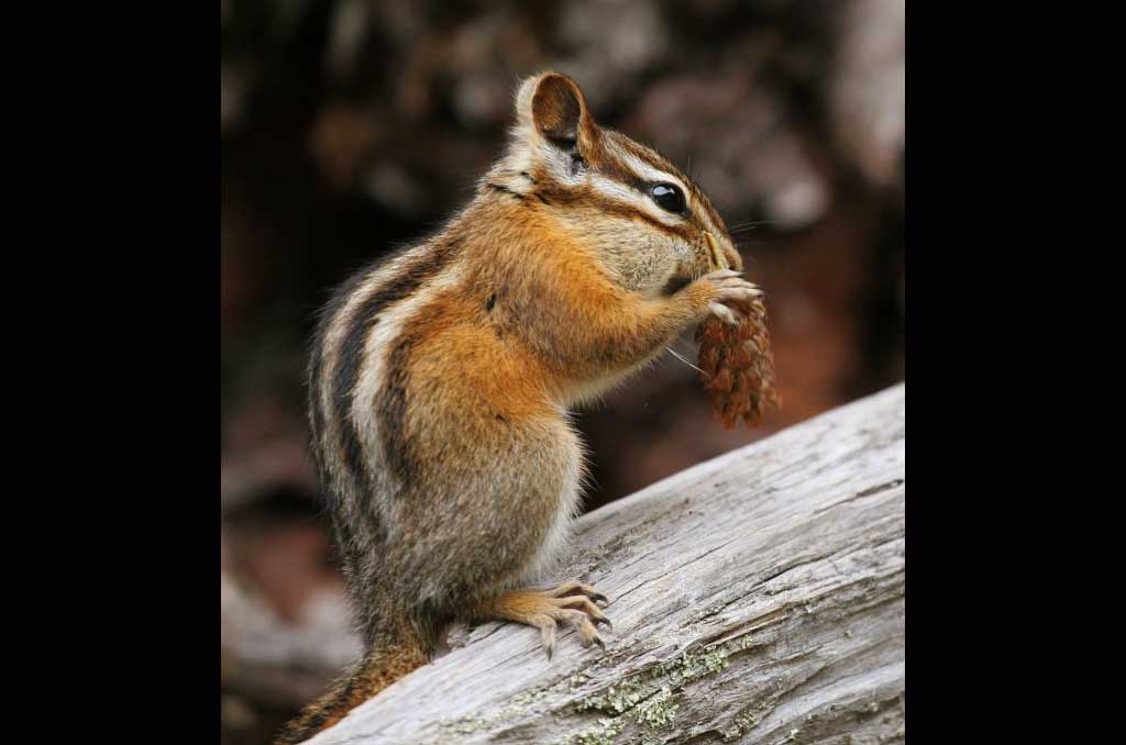 1024x678-Least_Chipmunk_Public_Domaine