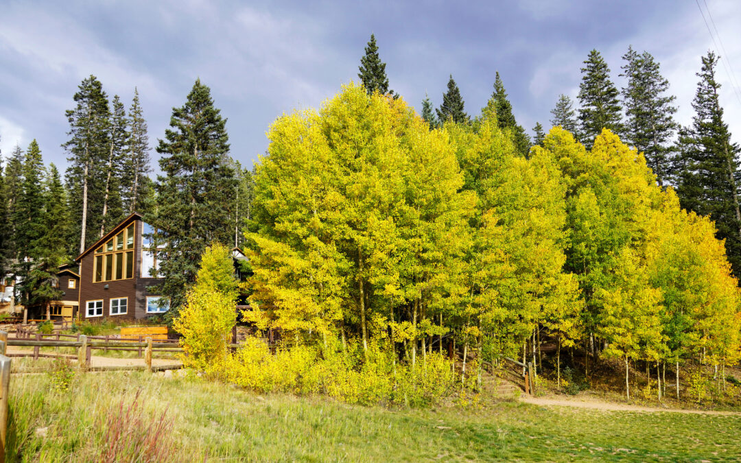 Aspen Trees On Full Display