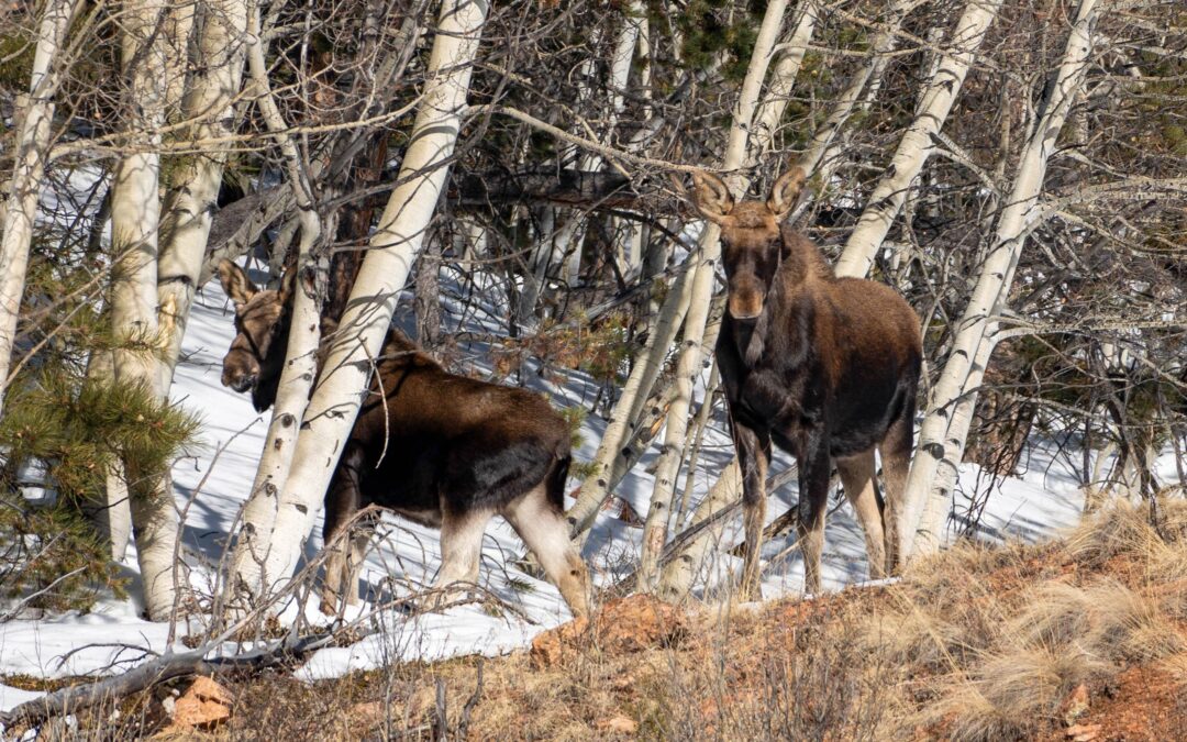 Moose On The Loose . . . at RMMC